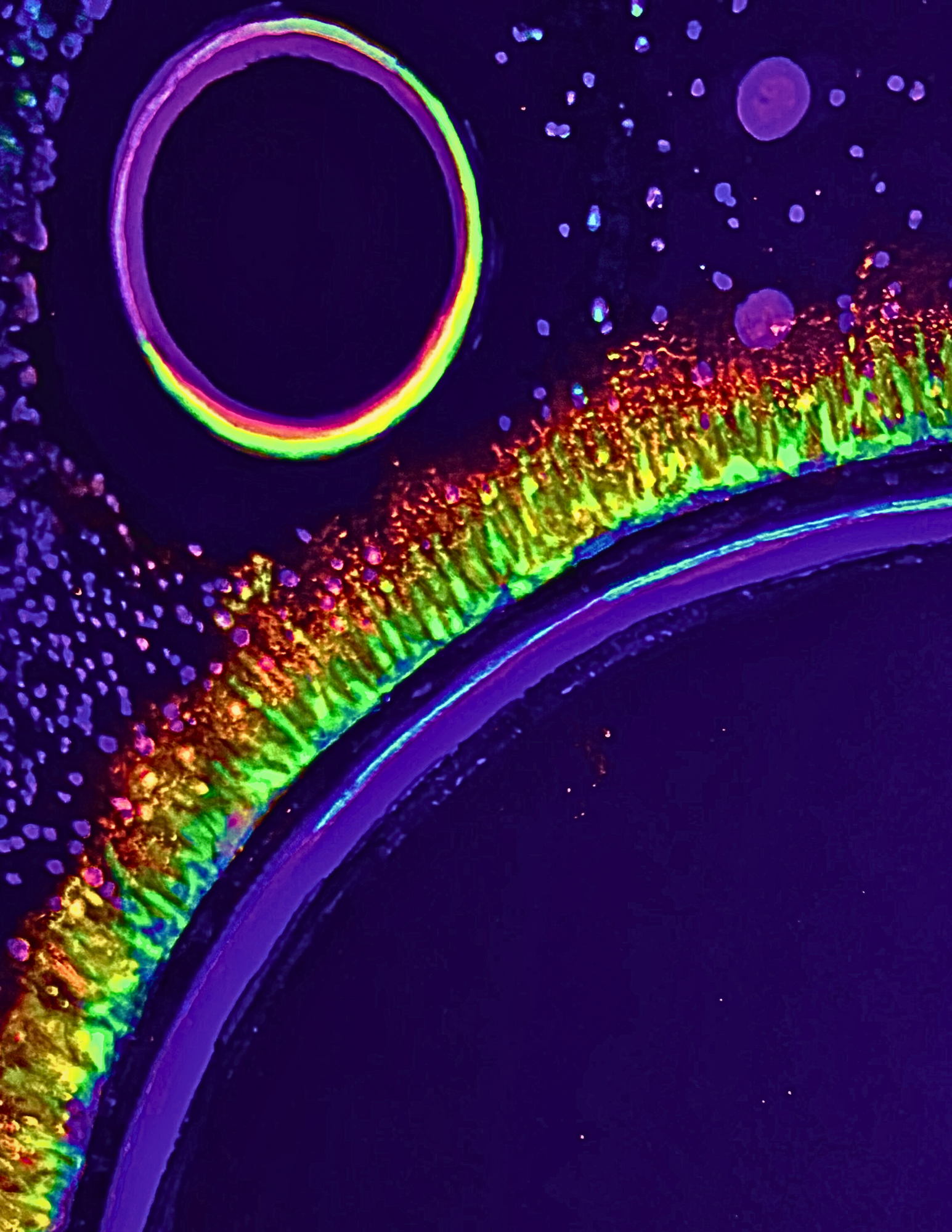 Stellar Rim II (Balancing Act Art Collection) by Whimsy Raes Artistry-digital download