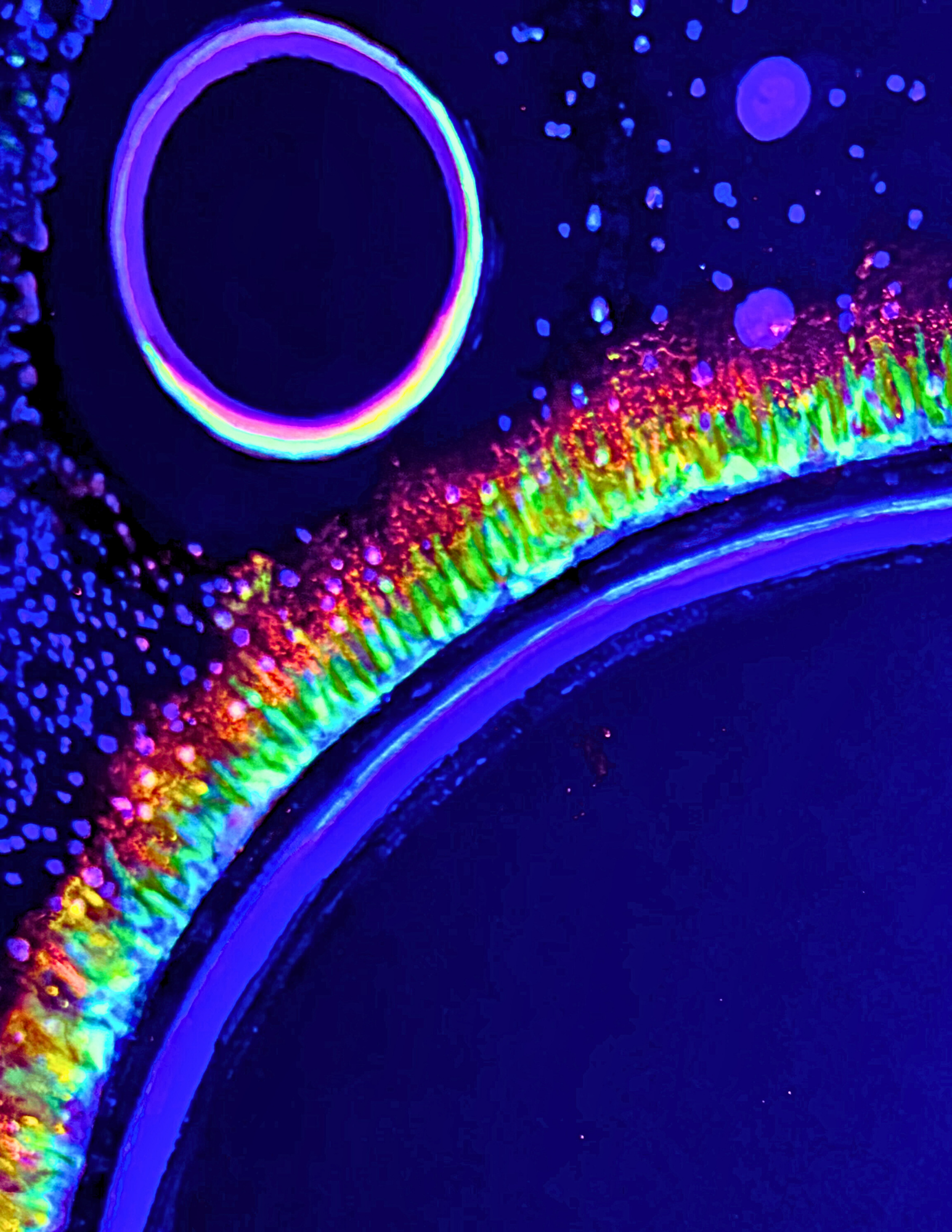 Stellar Rim I (Balancing Act Art Collection) by Whimsy Raes Artistry digital download